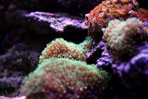 Blue Star Polyps Thumbnail