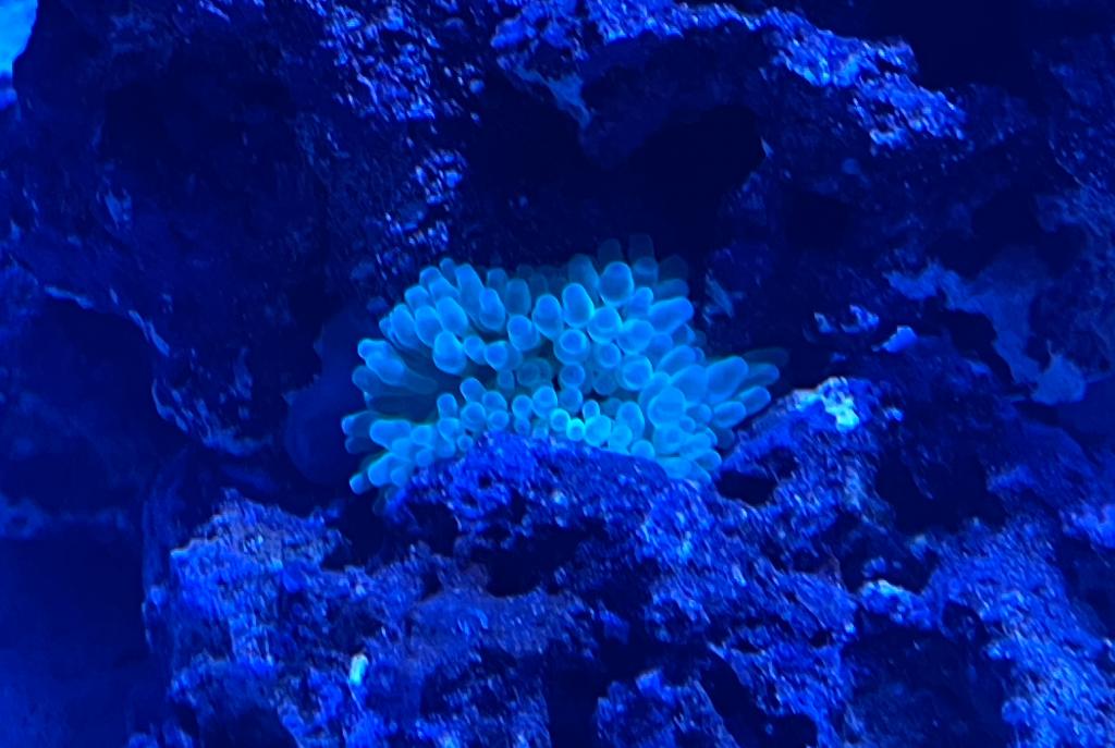 Green Bubble Tip Anemone