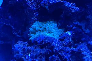 Green Bubble Tip Anemone Thumbnail