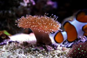 Green Toadstool Mushroom Leather Coral Thumbnail