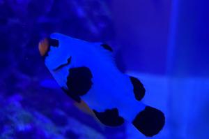 Snowflake Clownfish Thumbnail