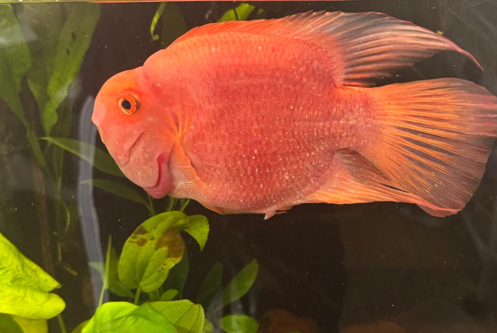 Blood Parrot Cichlid