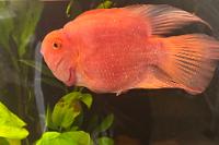 Blood Parrot Cichlid