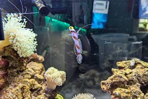 Hi Fin Red Banded Goby Thumbnail