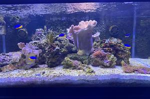 40 Gallon Softy Thumbnail