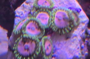 Ring of Fire Zoa Thumbnail