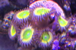 Sunrise Supernova Zoanthid Thumbnail