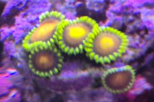 Sunrise Supernova Zoanthid Thumbnail