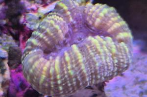 Lobophyllia Brain Coral Thumbnail