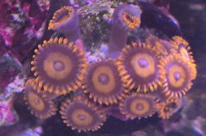 Pink Zipper Zoa Thumbnail