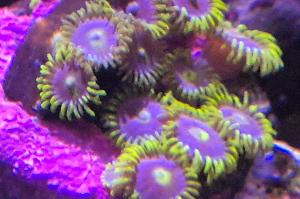 Sunny D Zoa Thumbnail