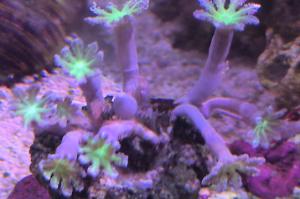 Rainbow Clove Polyps Thumbnail