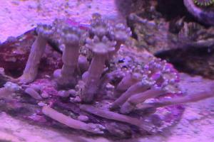 Clove Polyp Thumbnail