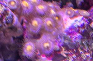 Armor of God Zoanthid Thumbnail