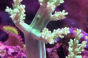 Kenya Tree Coral Thumbnail