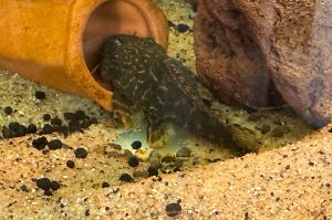 Clown Pleco Thumbnail