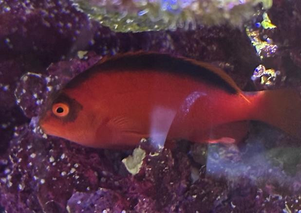 Flame Hawkfish