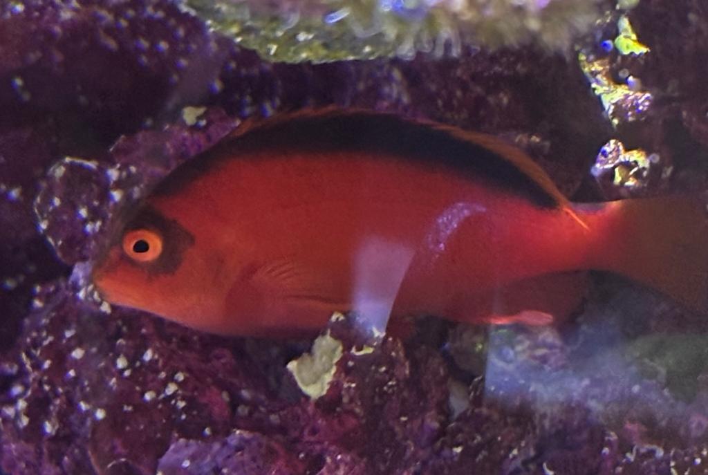 Flame Hawkfish