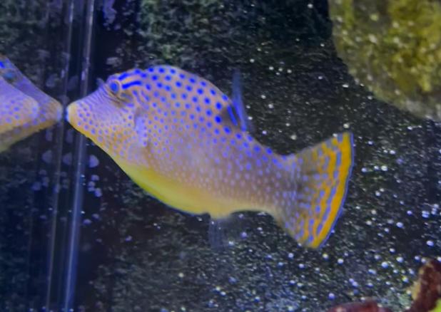 Blue Spotted Puffer