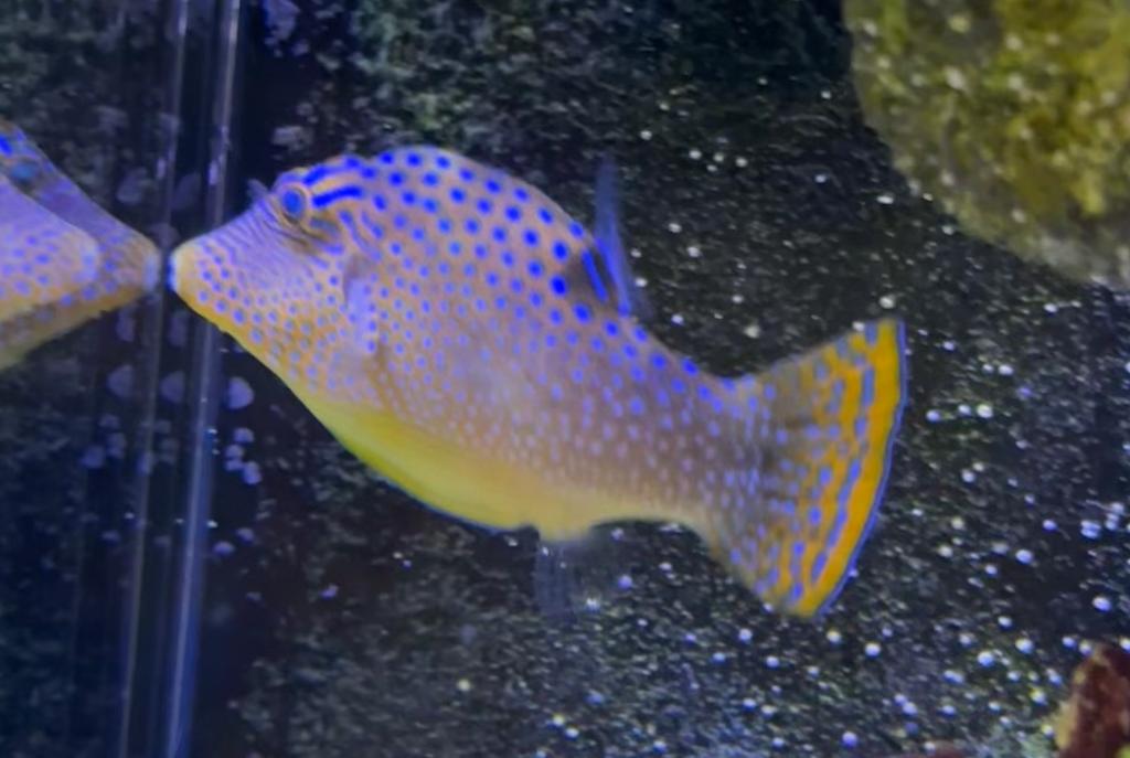 Blue Spotted Puffer