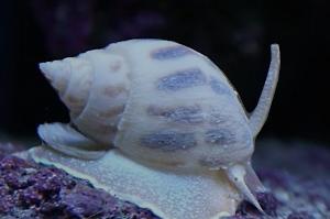 Nassarius Snail Thumbnail