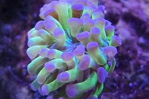 Purple Tip Parancora Euphyllia Thumbnail