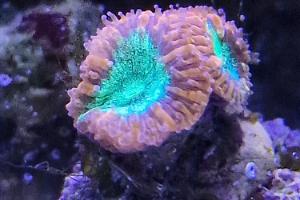 Wellsi Blastomussa Coral Thumbnail