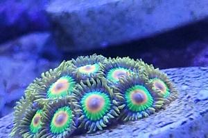 Rasta Zoa Thumbnail