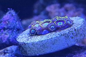 Blue Hornets Zoa Thumbnail