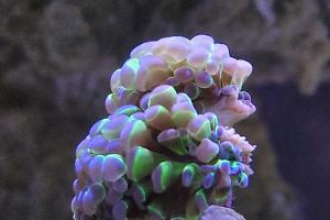 Blue Tip Parancora Euphyllia Thumbnail