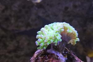 Hammer Coral Thumbnail