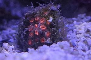 Red Goniopora Thumbnail