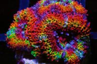 WA Rainbow Road Acan Thumbnail