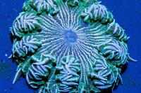 Rock Flower Anemone Thumbnail