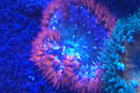 Rock Flower Anemone Thumbnail