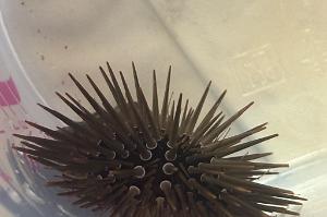 Rock-Boring Urchin Thumbnail