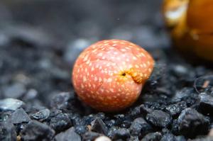 Pink Lady Nerite Snails  Thumbnail