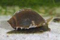 Pond Snail Thumbnail