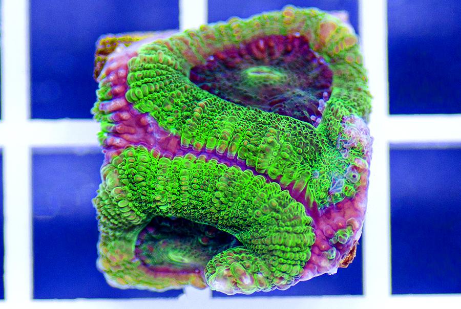 Green acan