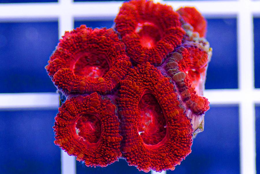 Red acan