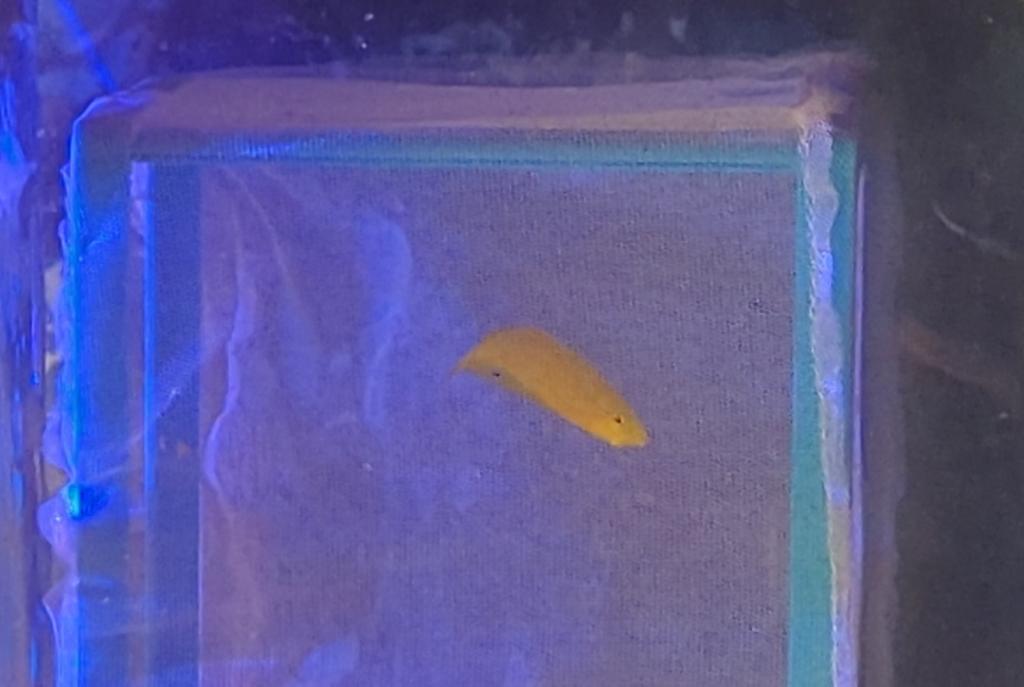 Yellow Wrasse