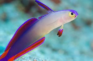 Purple Firefish Thumbnail