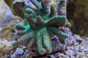 Leather Coral Thumbnail