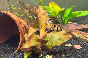 Red Dwarf Aquarium Lily