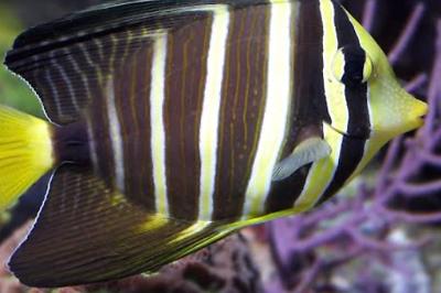 Sailfin Tang Desjardini