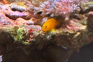 Yellow Clown Goby Thumbnail