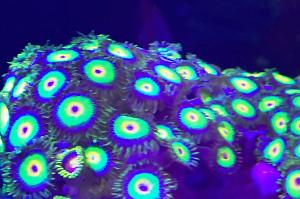 Rasta Zoa Thumbnail