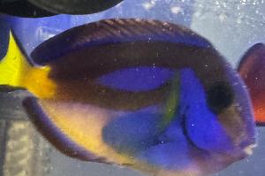 Yellow Belly Blue Tang Thumbnail