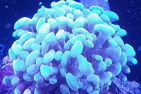 Hammer coral Thumbnail