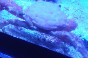 Emerald Crab Thumbnail